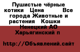 Пушистые чёрные котики › Цена ­ 100 - Все города Животные и растения » Кошки   . Ненецкий АО,Харьягинский п.